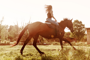 Top 10 Tips for Bonding with Your Horse