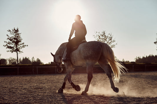 Horse Riding Prostate Health: What Male Riders Should Know - My Riding Underwear